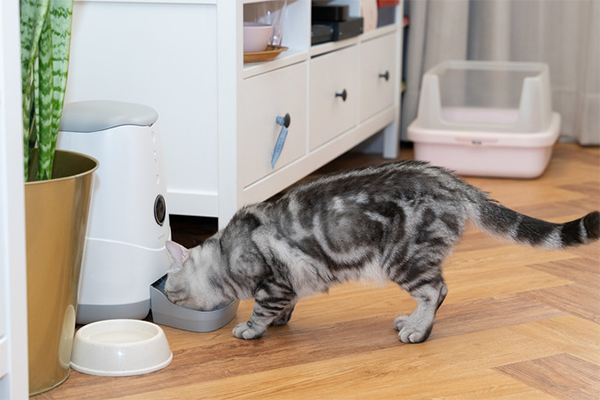 寵物喂食器投食器ROHS認證